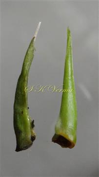  Stipules